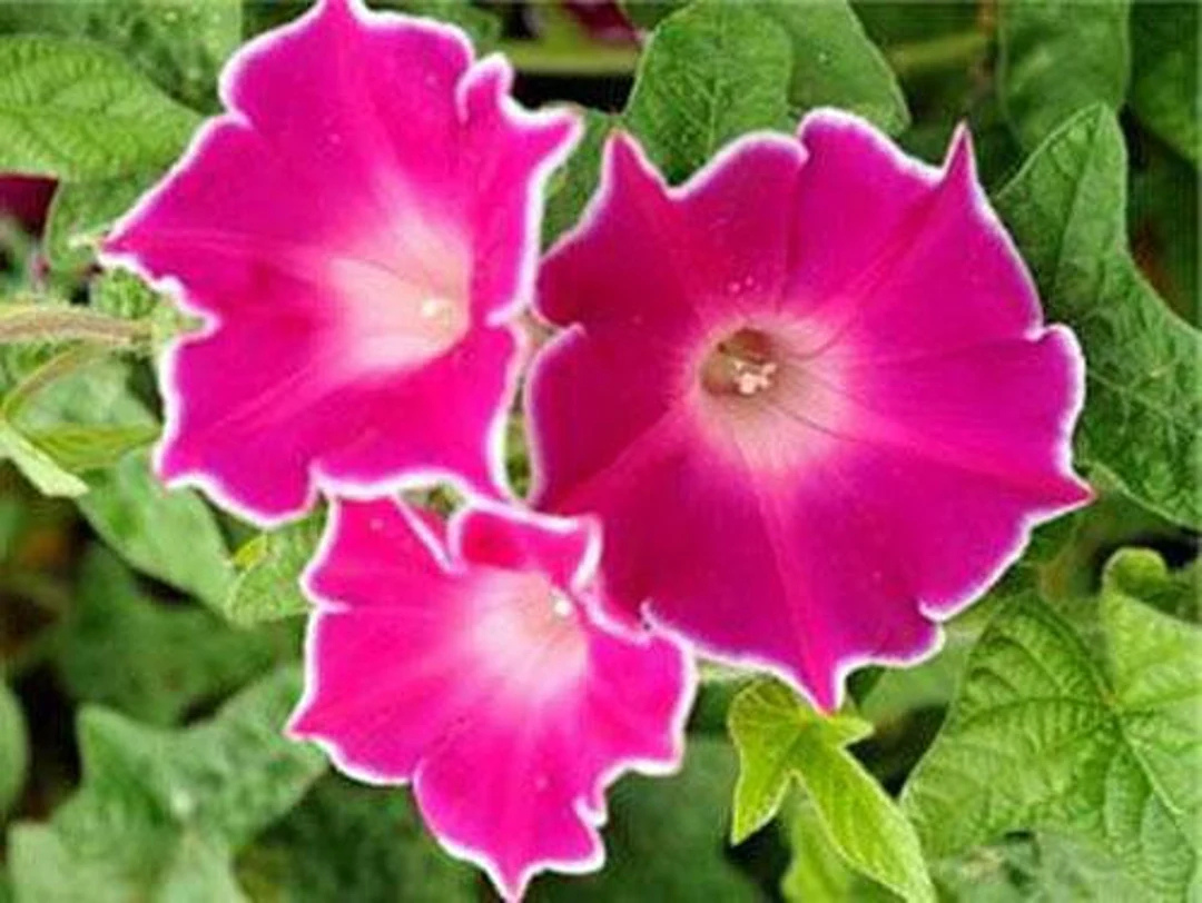 Red Picotee Morning Glory